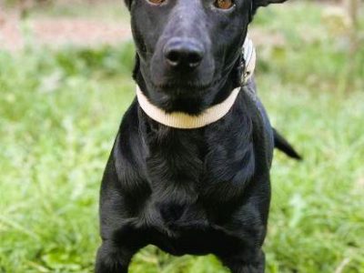 JOY - cudowna, wesoła sunia szuka domu