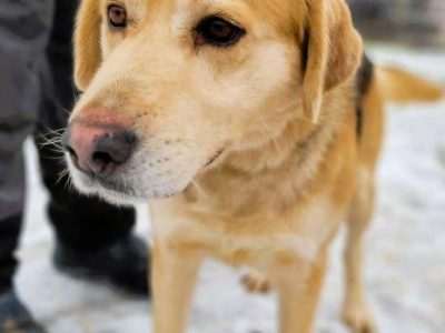 BENIO - cudowny psiak, którego nikt nie chce... ADOPTUJ