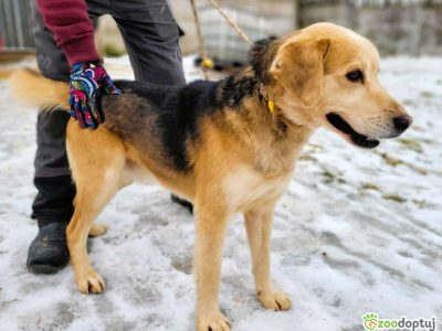 BENIO - cudowny siak, którego nikt nie chce... ADOPTUJ