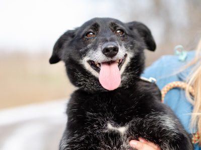 Patyk - wesoły, mały psiak szuka domu!