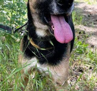 ATOS - zapomniany przez wszystkich? szuka PILNIE domu