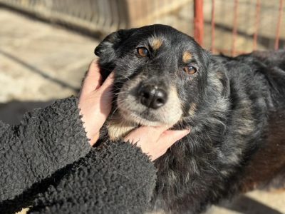 Dżeki - łagodny, spokojny, niekonfliktowy psiak