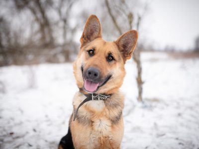 Mona - młoda, wesoła suka w typie ON szuka domu!