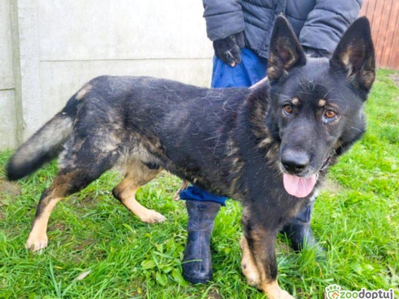 HOMER - piękny psiak w typie wilczaka do adopcji