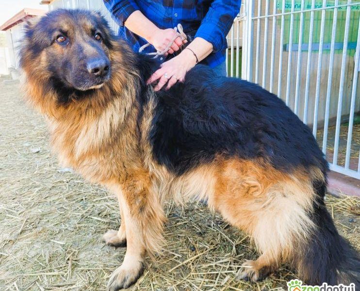 PREZES - piękny owczarek niemiecki długowłosy ADOPTUJ