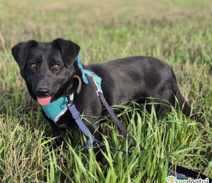 BIBI - 2 lata czeka na dom, ADOPTUJ PROSZĘ!