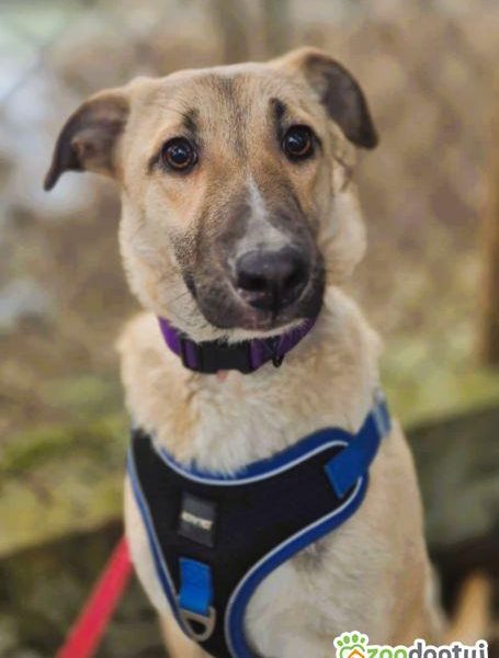 NORA - psie dziecko szuka najlepszego domu