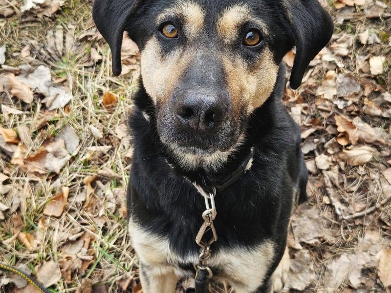 Cukierek – psiak do schrupania