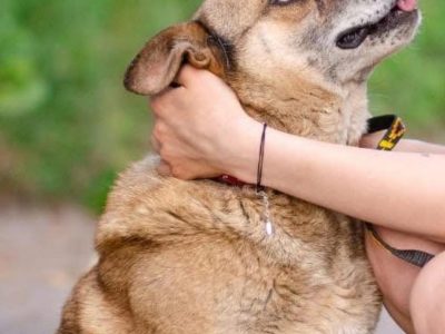 Tores - przekochany, niekonfliktowy psiak do adopcji