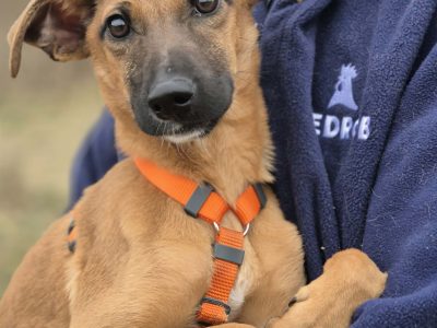 Pelasia - SZCZENIAK, cudna sunia do pokochania!