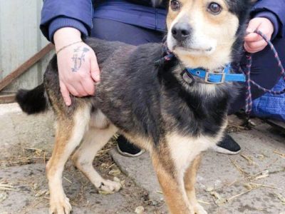 LESZKO - delikatny, niewielki psiak szuka domu