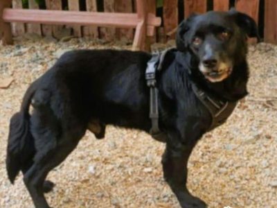 GUCIO - kochany, łagodny seniorek szuka domu