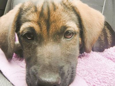 NELCIA - młodziutka, kochana sunia szuka super domu