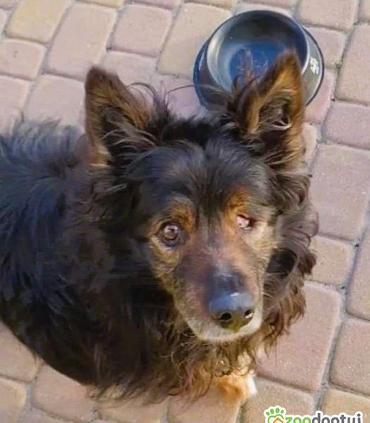 ROMUŚ - staruszek porzucony na opuszczonej posesji, ADOPTUJ