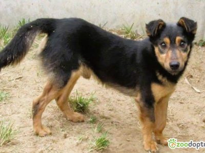 BAMBO - uratowany z gospodarstwa szuka dobrego domu