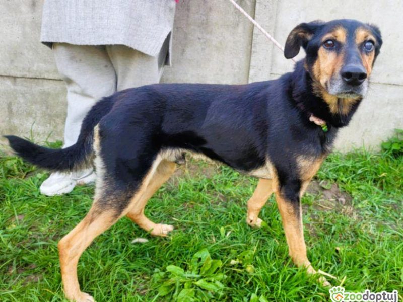 EGON - biedny, porzucony psiak szuka super domu