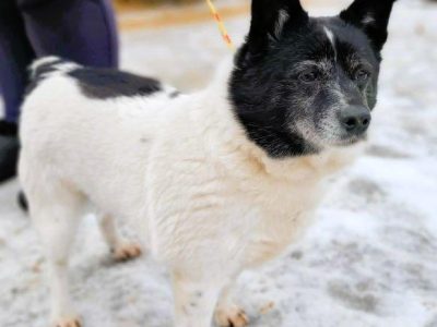 KROPECZKA - starsza, wrażliwa sunia szuka najlepszego domu