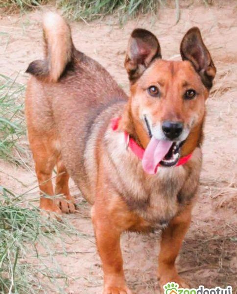 FADO - niewielki, porzucony psiak, ADOPTUJ!