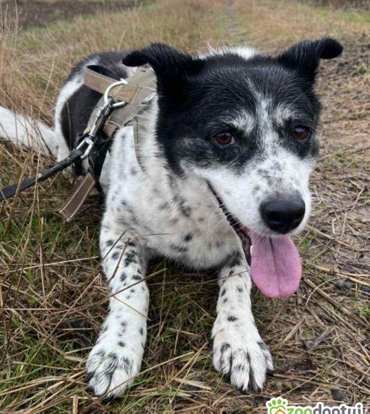 BONA - bita i poniewierana sunia prosi o dom