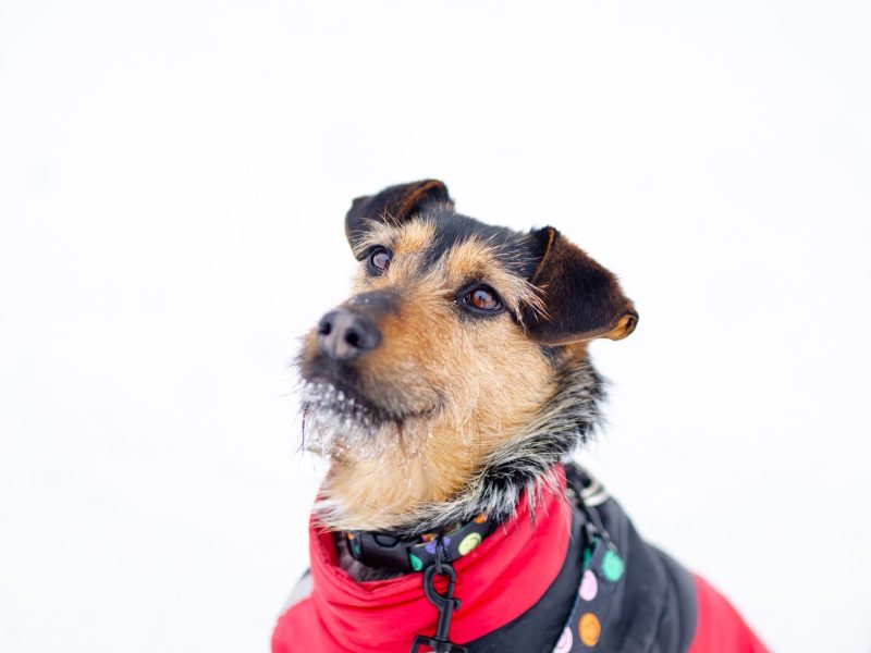 Roxi - młoda, niekonfliktowa, niewielka suczka