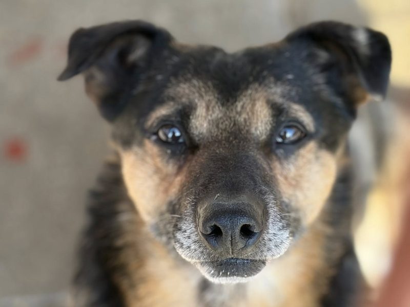 Edek - nieduży psiak o wielkim sercu do pokochania