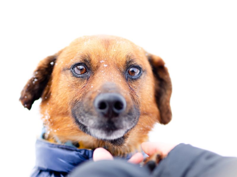 Korek - prawdziwy pies na medal!