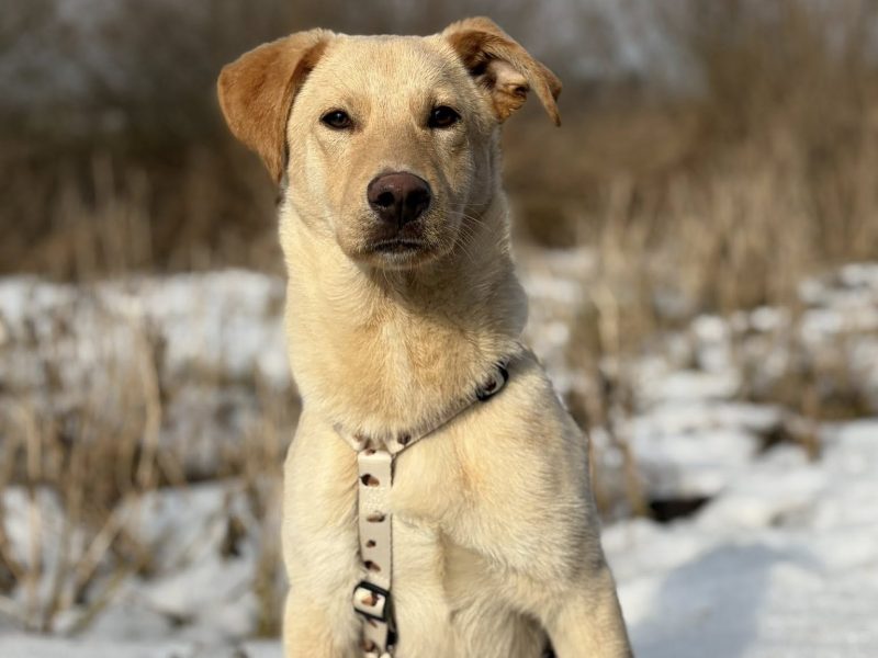 Goldi - wesoły szczeniak w typie labradora