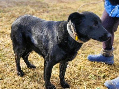 JAGÓDKA - mini labradorka szuka super domu
