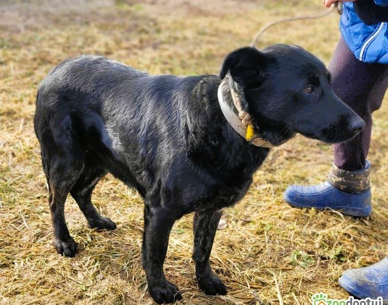 JAGÓDKA - mini labradorka szuka super domu
