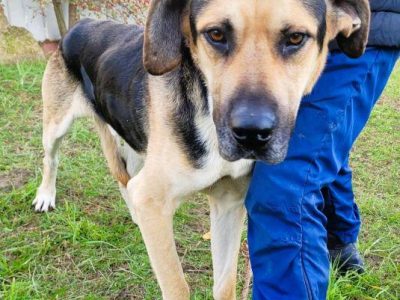 MARKO - duży, łagodny, cudny psiak szuka domu