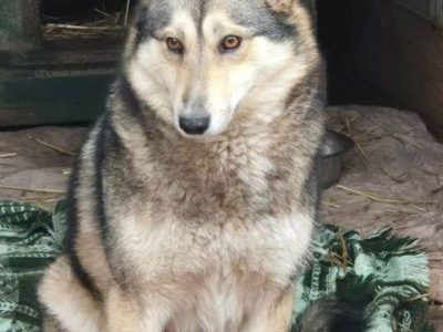 TAJGA - piękna, łagodna sunia szuka domu