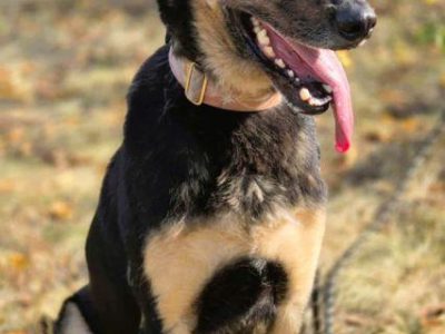 FIGARO - aktywny, wesoły, super pies do adopcji