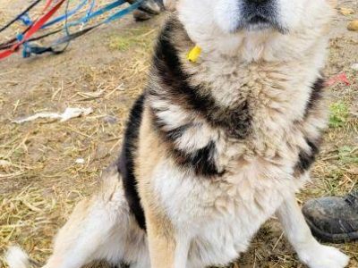 SZOGUN - spokojny, kochany psiak szuka dobrego domu