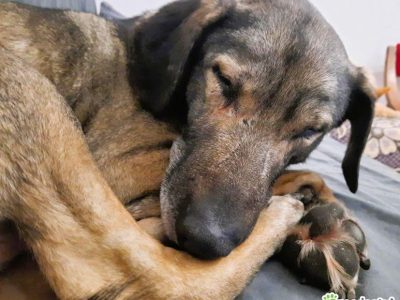 KORNEL - kochany, wrażliwy psiak szuka domu na zawsze