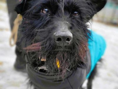 MORUSEK - cudny psiak w typie sznaucera szuka domu