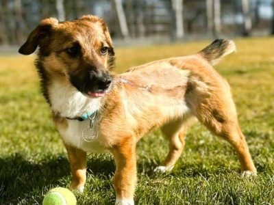 CELINKA - mała, kochana sunia szuka najlepszego domu