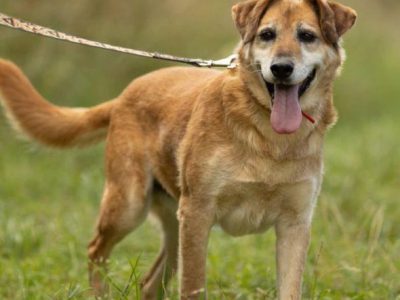 WICEK - kochany seniorek szuka dobrego domu