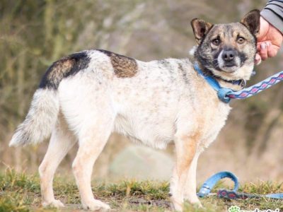 PRECELEK - niewielki, kochany psiak szuka domu