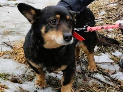 LUSIA - niewielka sunia szuka domu PILNE!