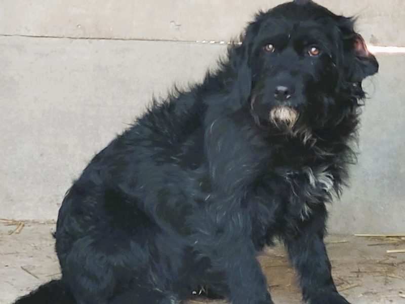 PUMBA - piękny psiak w typie sznaucera szuka domu