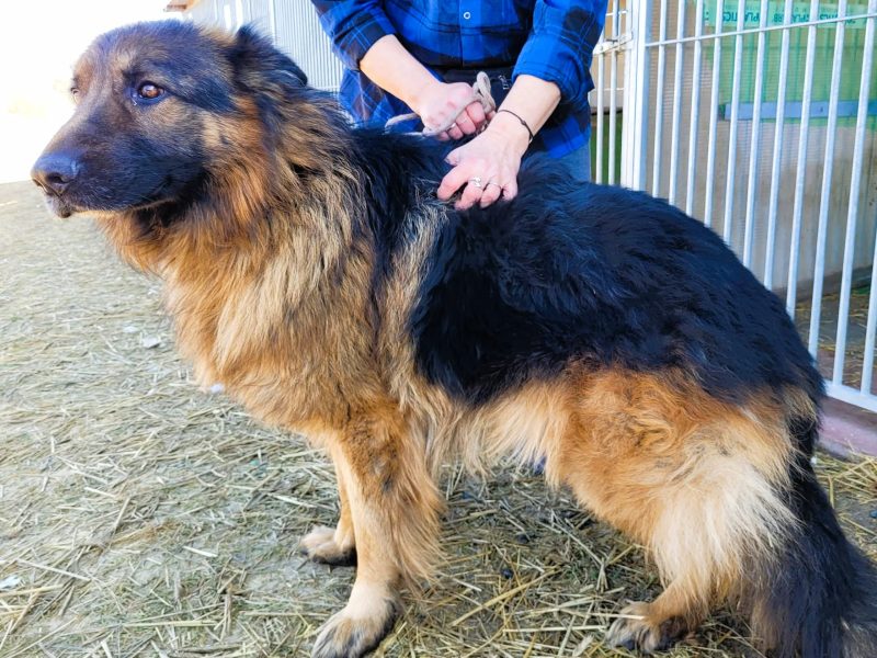 PREZES - piękny owczarek niemiecki długowłosy ADOPTUJ