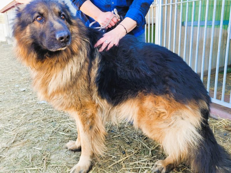 PREZES - piękny owczarek niemiecki długowłosy ADOPTUJ