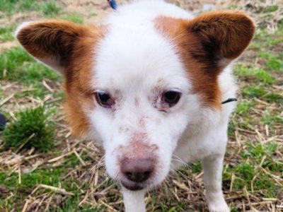 MIESZKO - niewielki, delikatny psiak szuka domu