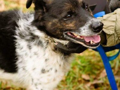 FELUŚ - nieduży, zapomniany psiak szuka domu
