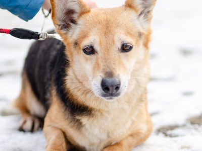 Zuzia - niewielka, delikatna sunia szuka domu!