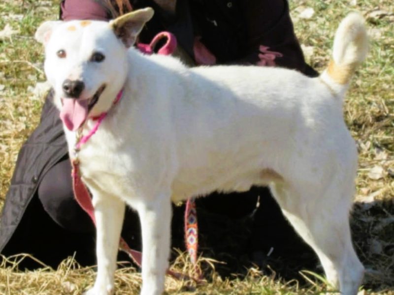 BIAŁASEK - kochany przytulaśny psiak szuka domu