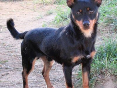 ZORRO - niewielki psiak w typie pinczera szuka domu