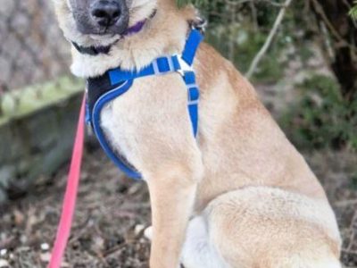 NORA - psie dziecko szuka najlepszego domu