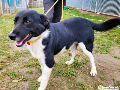 OLAF - cudowny, piękny psiak szuka domu