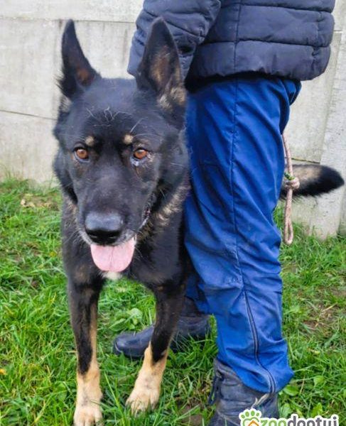 HOMER - piękny psiak w typie wilczaka do adopcji